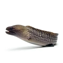 Moray eel