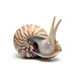 Nautilus