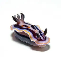 Nudibranch on coral