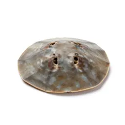 Sand dollar burrowing