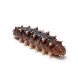 Sea cucumber