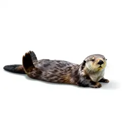 Sea otter floating