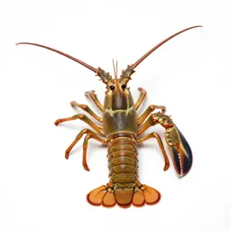 Spiny lobster