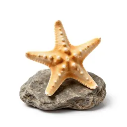 Starfish on rock