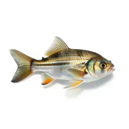 Sunfish