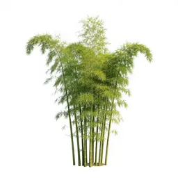 Bamboo grove