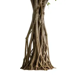 Banyan with aerial roots