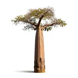 Baobab