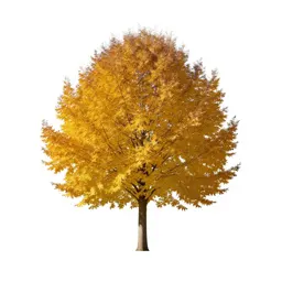 Beech in autumn