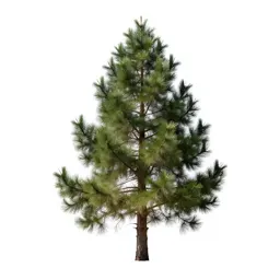 Bristlecone pine