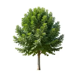 Cabbage tree
