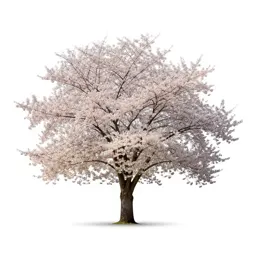 Cherry tree in blossom