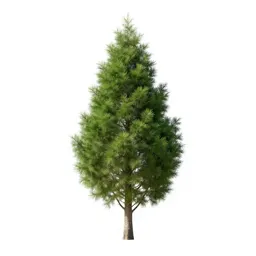 Cypress