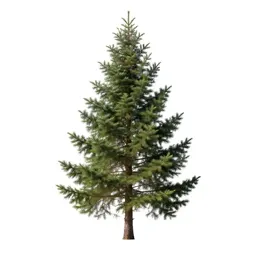 Douglas fir
