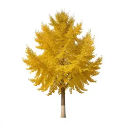 Gingko in autumn