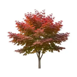Japanese maple