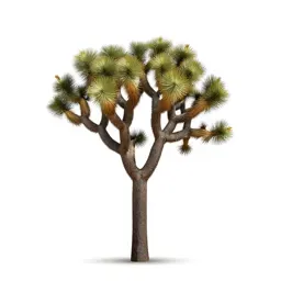 Joshua tree