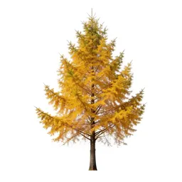 Larch in autumn