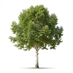 Paperbark tree