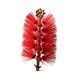 Pohutukawa in flower