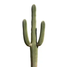 Saguaro cactus