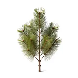 Silver beech