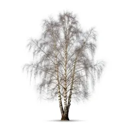 Silver birch stand