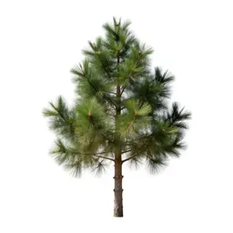 Stone pine