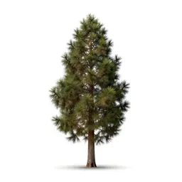 Totara