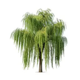 Weeping willow