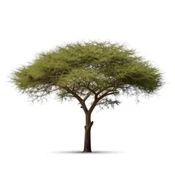 Acacia on savannah