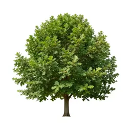 English oak in full leaf