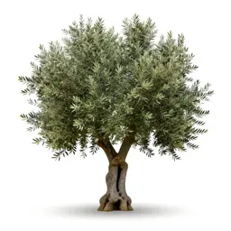 Olive tree with a gnarled trunk