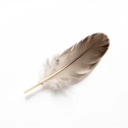 Bastard wing