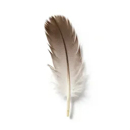 Contour feather