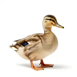 Duck down