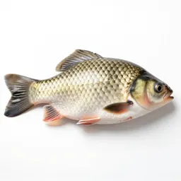 Fish scale