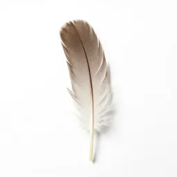 Flight feather