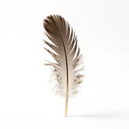 Hackle