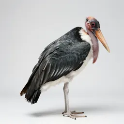 Marabou