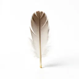 Plumule
