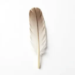 Primary