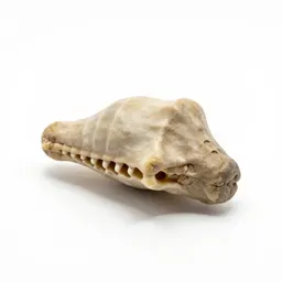 Sclerite