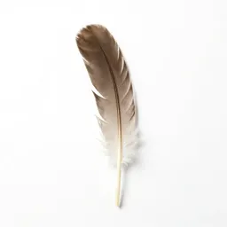 Sickle feather