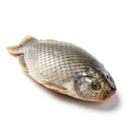 Squama