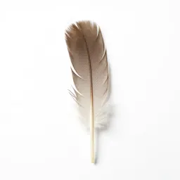 Tail feather