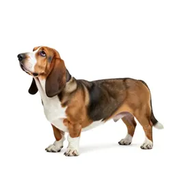 Basset