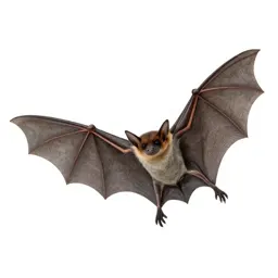 Bat