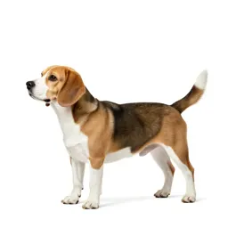 Beagle