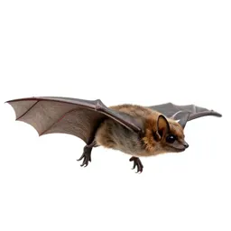 Big brown bat